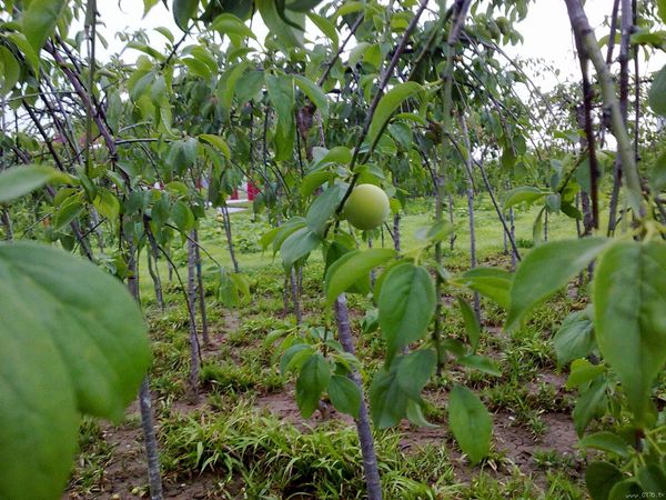20110524288.jpg