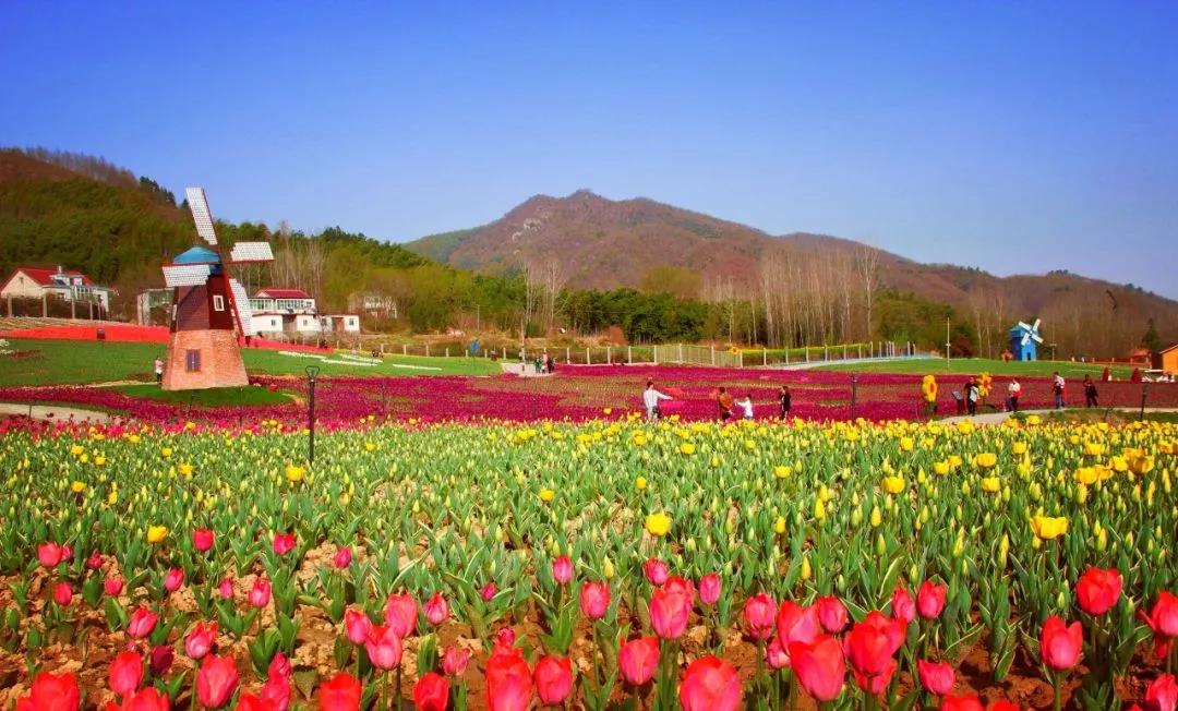 半价游郁金香花海,花千谷开园啦!